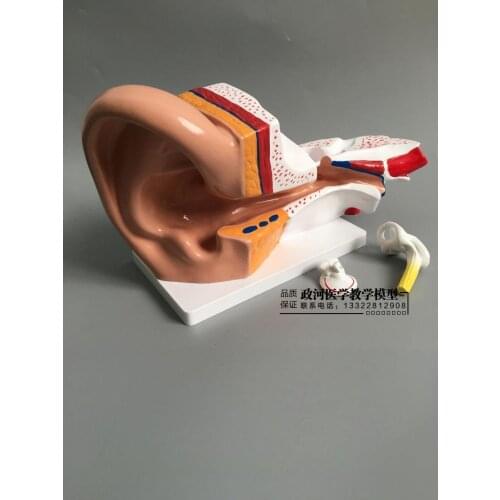 Ear anatomy model inner ear labyrinth nasopharynx human hearing system teaching model
