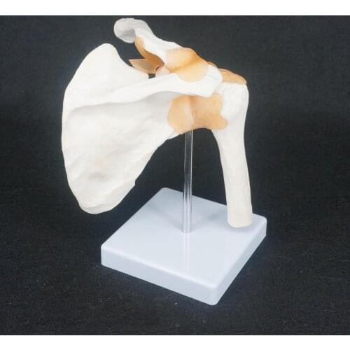 Medical Study teaching supplies Life Size master human anatomy skeleton anatomical shoulder bone muscle joint model