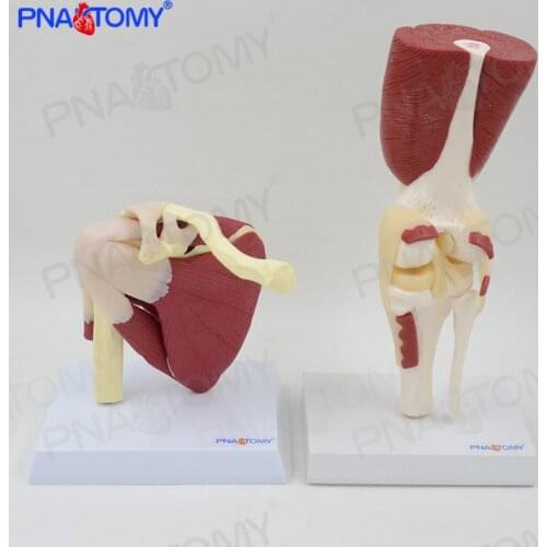 1:1 Life Size Shoulder Joint Knee Joint Model with Muscles with Instruction Card Human Anatomical Model Skeleton Anatomy Medica