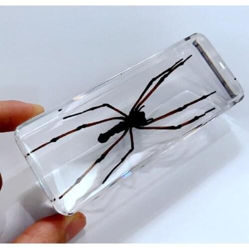 Vintage Spider Insect Specimen Clear Paperweight Education Cool Gift Crafts