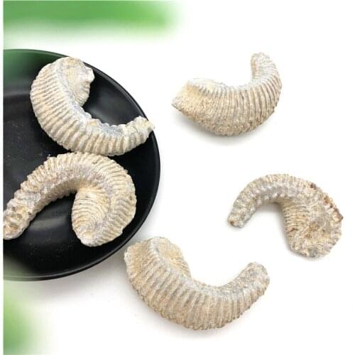 Drop Shipping 1PC Madagascar Natural Oyster Paleontological Teaching Taxidermy Hands Play with Natural Stones and Crystal