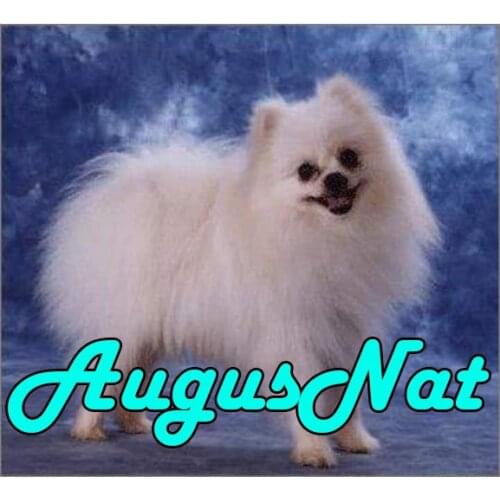 White pomeranian diamond painting dog dimond embroidery sticker animal diamant borderie plein beads picture diamand mosaic craft