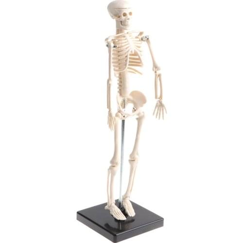 42cm Childrens Body Skeleton Educational Model with Core Science Anatomy Toy