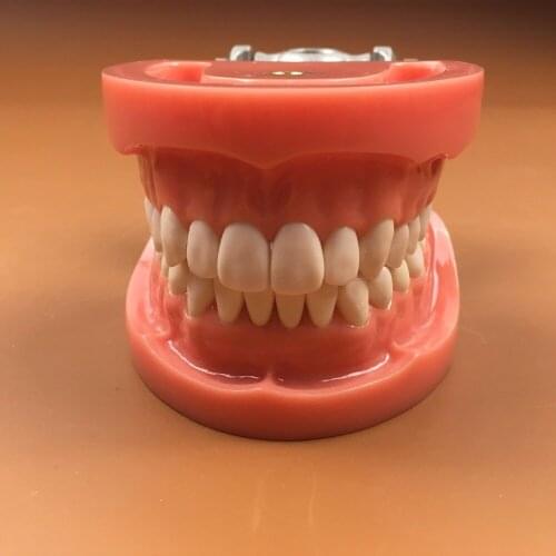 1pc Standard Model,32pcs,Hard Gum,teeth models Teeth Jaw Models for dental school teaching dentist dental teeth Models