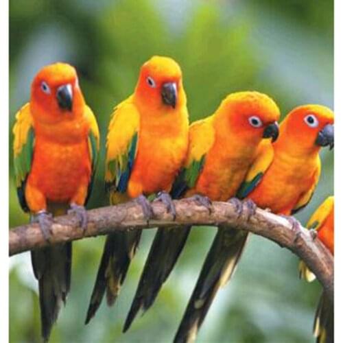 5D DIY Diamond Painting Square/Round Diamond Animal Painting Branches Birds Picture Cross Stitch Embroidery Decoration WG2997