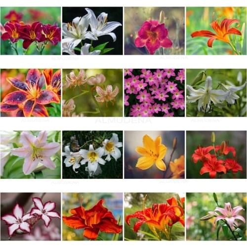 Diy Lily Flowers Diamond Painting Colorful Floral Cross Stitch Kit Full Drill Diamond Embroidery Mosaic Home Decor Art Picture