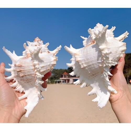 1PCS/LOT)CHAMBERED NAUTILUS NATURAL SHELL & CONCH HOME DECORATION AQUARIUM LANDSCAPING SHELL ORNAMENTS