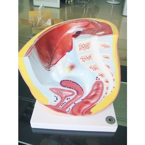 1:1 Median Sagittal Section of Female Pelvic Anatomy Model Urinary System Medical Teaching Model Pelvic Anatomy Structure Model