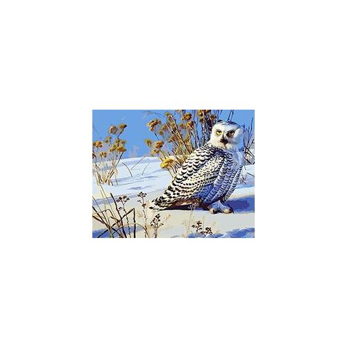 Cioioil-T347 Falcon in the snow DIY Painting By Numbers Wall Art Home Decor for Living Room Painting on Canvas