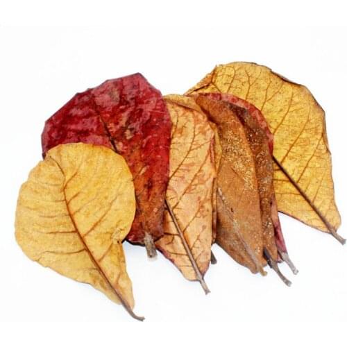 20/10PCS Natural Terminalia Catappa Leaves Aquarium Tools Fish Tank Water Aquarium Cleaning Accessories Decoration Treatmen A7Y7