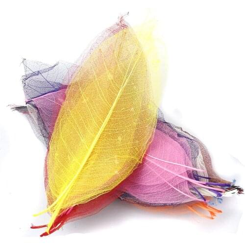 50Pcs Natural Magnolia Skeleton Leaf Leaves Card Scrapbook Wedding Decor for Birthday Decoration Accessories