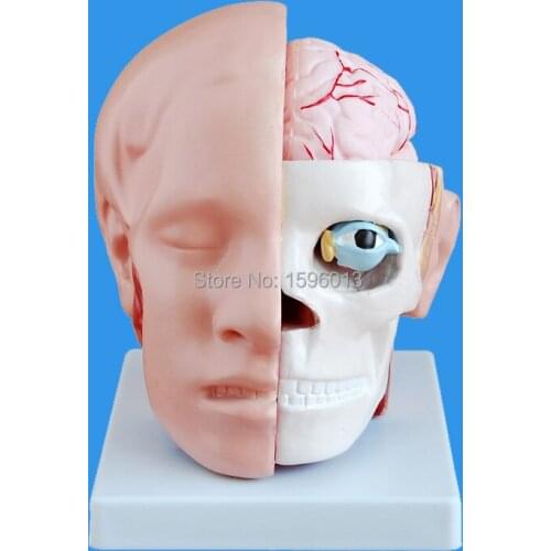 HOT Human Head with Brain and Artery Model 10 parts, Head attached cerebral artery Model