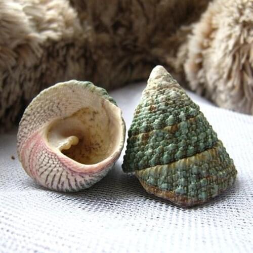 Green Bell Conch Conch Shell Boyfriend Girlfriend Classmate Birthday Surprise Creative Gift Fish Tank Decoration Props