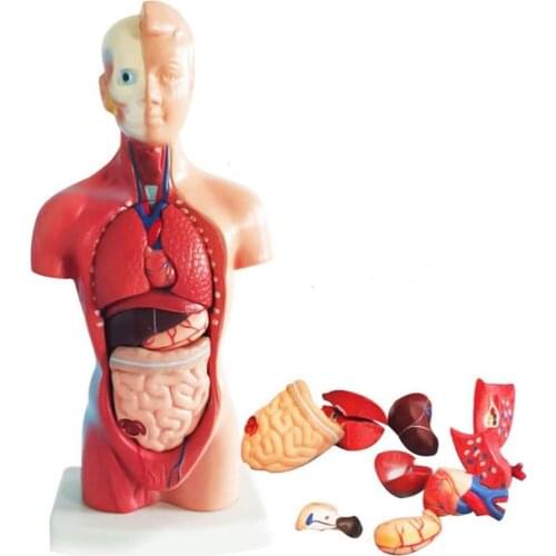 Anatomical Human Torso Body Model Anatomy Internal Organ Medical Teaching Mold