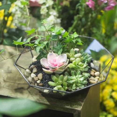 Europe Artistic Glass Geometric Succulent Terrarium Green Fern Moss Wide-mouth Air Plant Terrarium Box Garden Bonsai Flower Pot