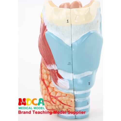 Separation of two parts of parathyroid gland, pharynx, larynx, respiratory system, larynx anatomical model medical teaching