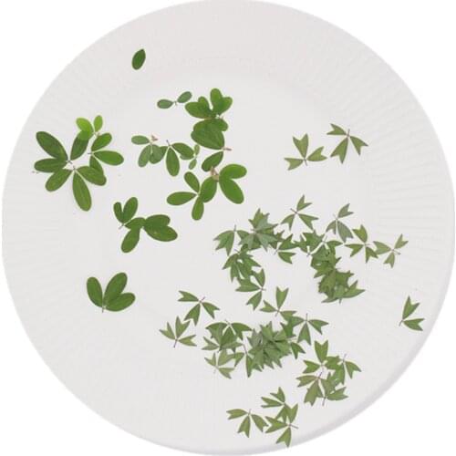 100pcs Dried Pressed Cassia occidentalis L. Leaf For Jewelry Postcard Bookmark Phone Case Invitation Card Craft&Art Making