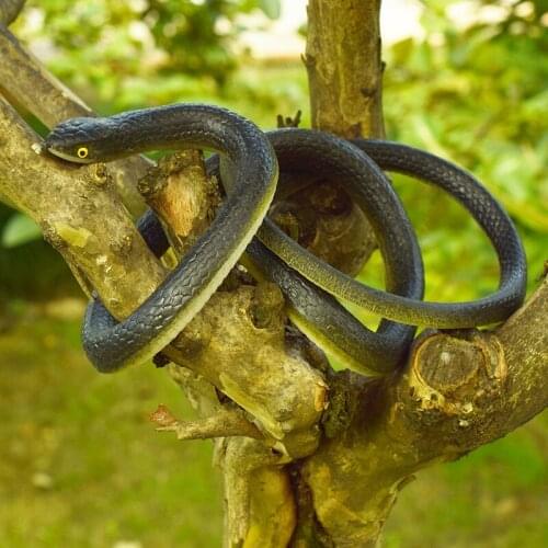 Fake Realistic Snake Lifelike Real Scary Rubber Toy Prank Party Joke Halloween Simulation Whole Soft Rubber Snake Toy Gift