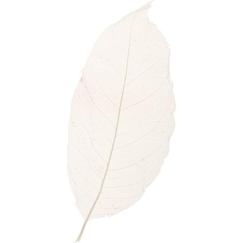 Pack of 50 Natural Skeleton Leaves Scrapbooking Craft DIY Wedding Invitation White Scrapbooking Embellishments Home Decoration
