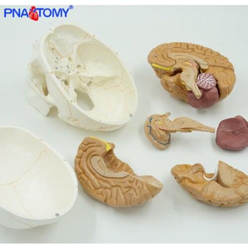 Human- brain anatomical model 8 parts with life size adult numbered skull model medical teaching tool school and hospital used