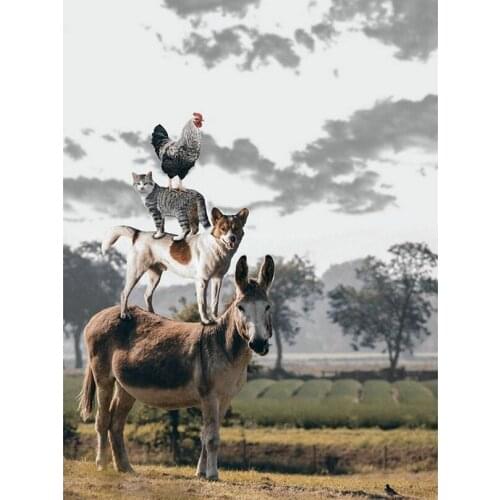 5D Diamond embroidery Funny animals donkey cross stitch Kit crystal unfinished decorative square sets Diy Diamond painting HL135