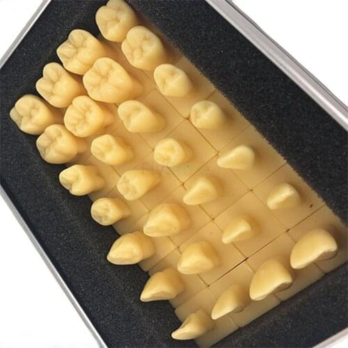 Dental model 2 times/1.5 times standard Carving model Oral model Dental teaching contrast model high quality