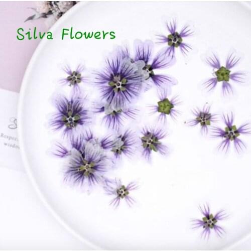 Scented Dried Flowers Mallow Flower Phone Shell Candle Embossed Photo Frame Real Decoration Orchid Diy Flores Mothers Day