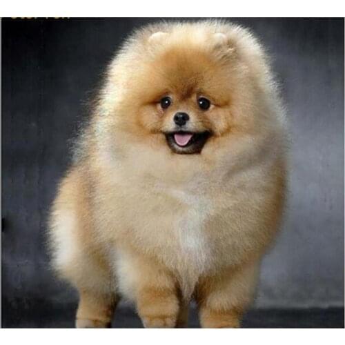 Diamond Painting dog DIY Diamond Embroidery Pomeranian 5D Round Mosaic full Pictures by numbers Rhinestones Gray puppy