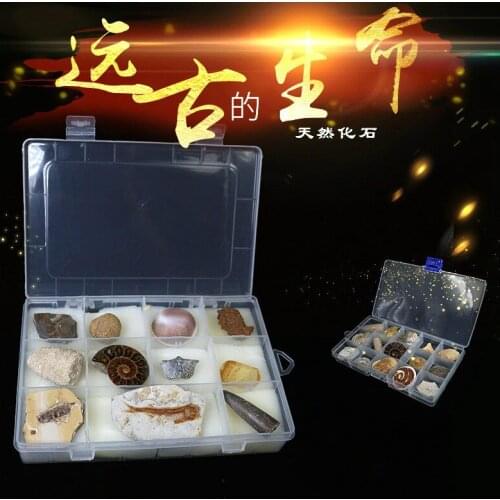 Natural multiple fossil assemblage natural paleontological fossil specimen original stone teaching specimen Popular Collection