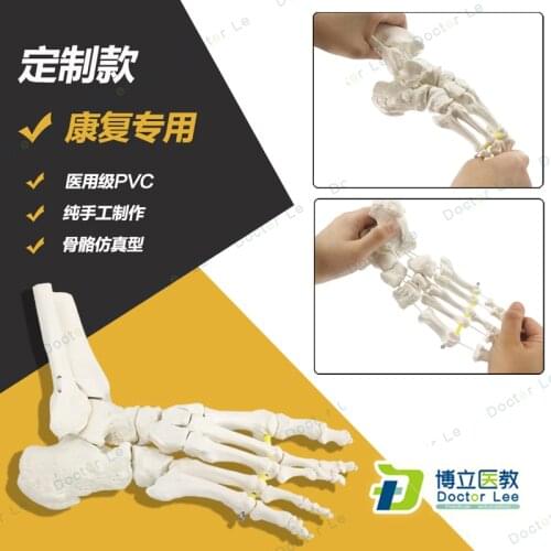 Latest Life Size Human Foot Anatomy Skeleton Model With Ankle for Medical and Art Teaching