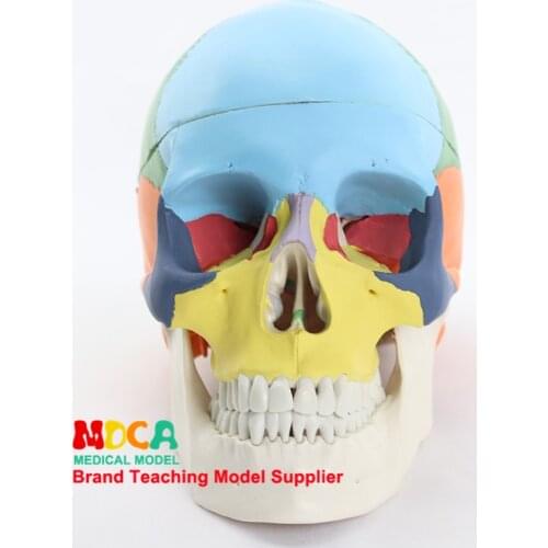 1:1 brain model of human.brain with color skull and brain MTG012