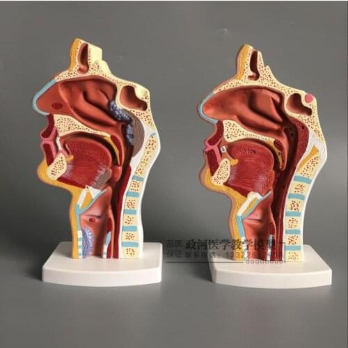 2 pcs Normal/pathological human nasal cavity and throat anatomy model Endopharyngeal internal vascular nerve