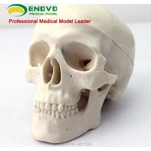 ENOVO Mini skull model medical art human body skull bone skeleton model