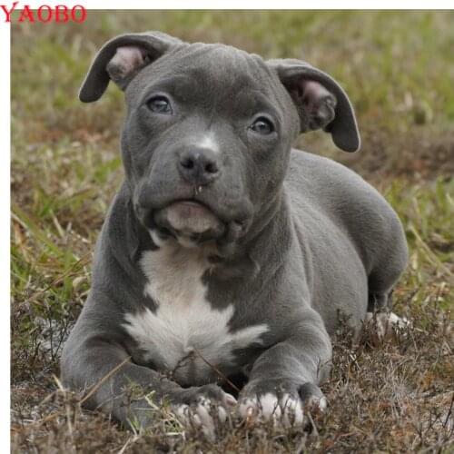 Full square/round diamond painting Pit Bull Terrier dog 5D DIY diamond embroidery dog crystal cross stitch wall sticker decor