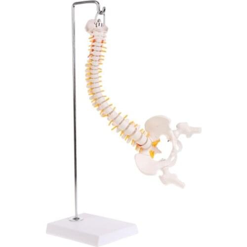 45cm Flexible Human Spinal Column Vertebral Lumbar Curve Anatomical Model Anatomy Spine Medical Teaching Tool
