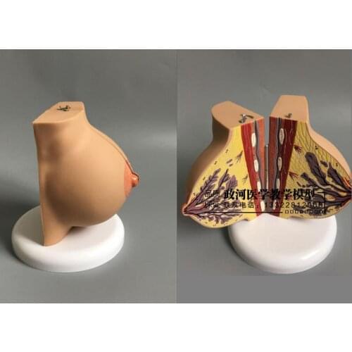 Female stationary breast anatomy model educational equipment teaching model
