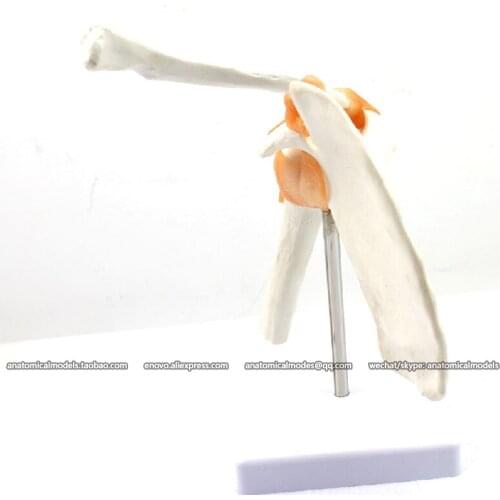CMAM/12354 Shoulder joint, Medical Extremities Anatomical Human Model