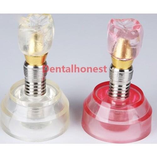 2019 high quality 2pcs Dental Model #2020 - Clear and Pink Implant Model