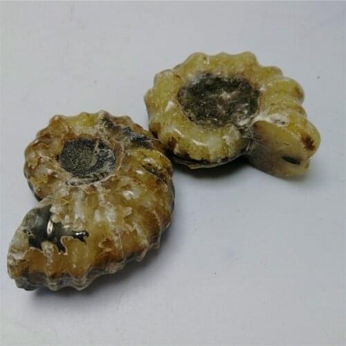 1 pc 4.5cm Natures treasure magic natural ammonite fossil stone specimen for collection