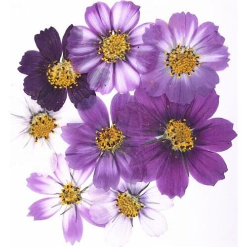 50pcs 4-7cm Dried Pressed Purple Cosmos Bipinnata Cav. Flower For Postcard Jewelry Bookmark Craft DIY Flowers Accessories