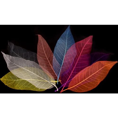 50Pcs Natural Magnolia Skeleton Leaf Leaves Card Scrapbooking Embellishments Multi-Purpose Craft Supplies Gift For friend