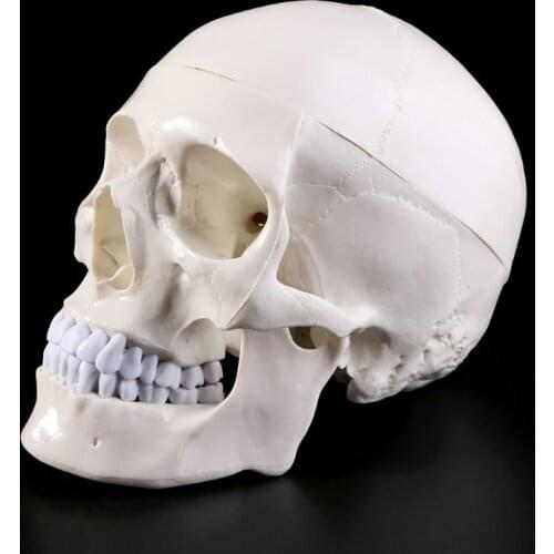 Human Anatomical Anatomy Head Skeleton Skull Teaching Model School Supplies Study Tool