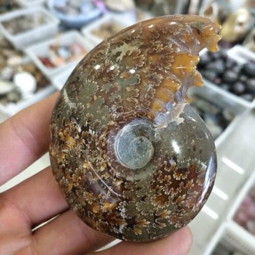 160-170g natural stone and minerals ammonite fossil specimen natural fossil from madagascar for home decor fengshui wholesale
