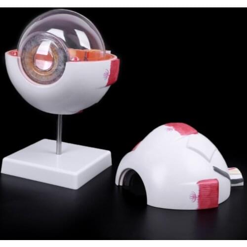 Human Anatomical Natural Eyeball Model Learning Aid Teaching Instrument