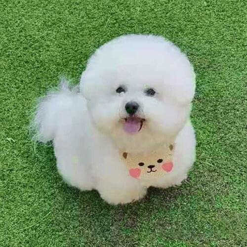 1PC Food Printed Pet Bandana Adjustable Pet Cat Dog Scarf Saliva Towel Warm Neck Collar Neckerchief Tie Bib Bandana Pet Supplies