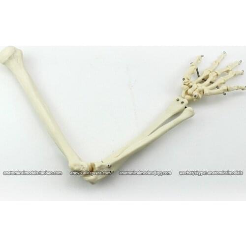 CMAM/12358 Upper limb bone, Medical Extremities Anatomical Human Model