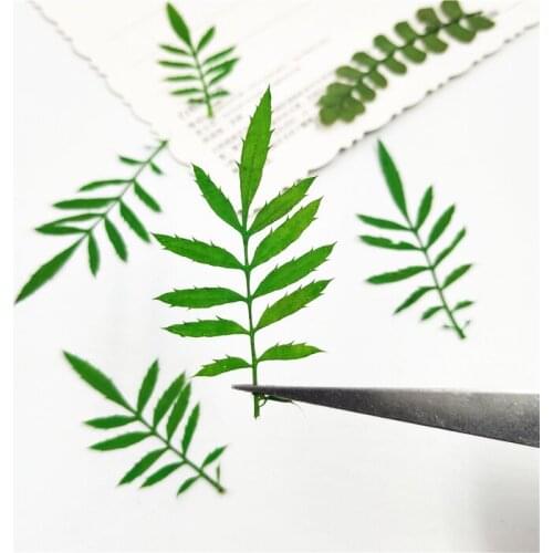 24pcs,Natural Pressed tagetes patula flower leaves,real green plant Bookmarks Material DIY Card Flower Paintings Accessories
