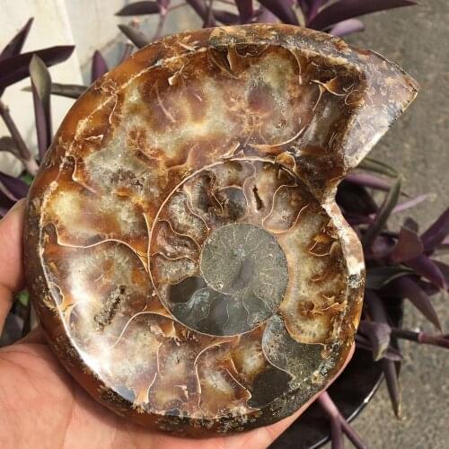 1pcs Madagascar natural ashtray conch ammonite fossil specimens
