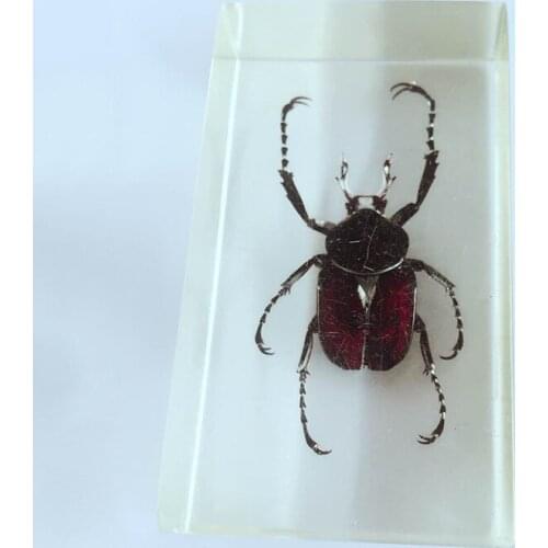 True Insect Appearance Embedded Specimens Transparent Resin Embedded Insect Model Biology Arthropods Teaching Aids
