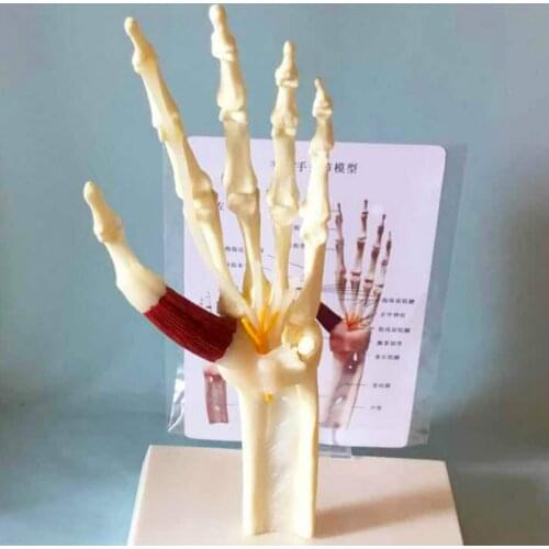 1:1 hand joint with muscle bond ligament nerve model skeleton skeleton human bone human body teaching medica